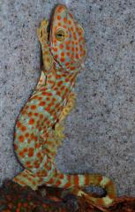 Tokay Geckos