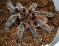 Chilean True Rose Hair Tarantulas Medium