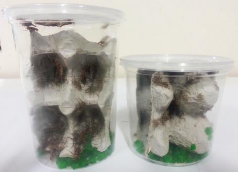 100 Crickets Shipped WITH Your Reptile Order