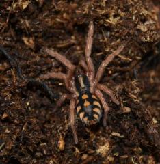 Pumpkin Patch Spiderlings (True)