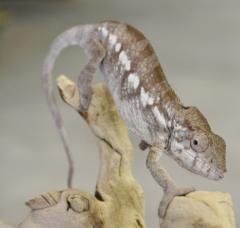 Male Ambilobe Panther Chameleon w/minor nip tail
