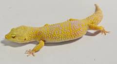 Adult Male Tremper Albino Leopard Geckos