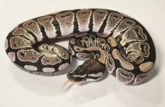 Baby VPI Axanthic Ball Pythons