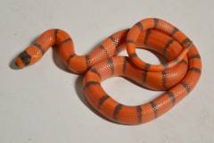 Baby Hypo Tangerine Honduran Milksnakes
