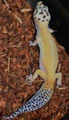 Adult Male Reverse Stripe Tangerine Jungle Leopard Geckos