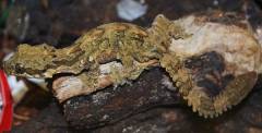Flying Geckos