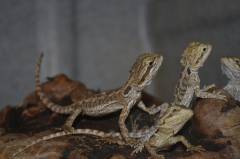 Small Bearded Dragons w/minor nips