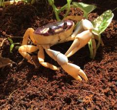 Halloween Crabs