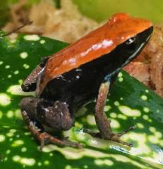Bronze Mantellas