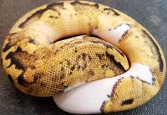 Baby Pastel Piebald Ball Pythons