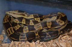 Small Motley Colombian Boas