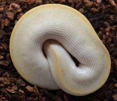 Baby Butter Champagne Ball Pythons
