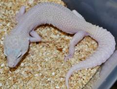 Adult Female Mack Snow RAPTOR Leopard Geckos