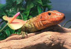 Baby Caiman Lizards
