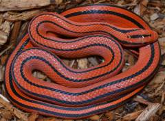 Thai Bamboo Ratsnakes