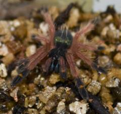 Blue Fang Skeleton Spiderlings