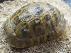 Greek Tortoises