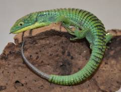 Mexican Alligator Lizards w/nipped, regrown tails