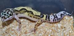 Sub Adult Jungle High Yellow Leopard Geckos