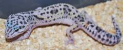 Sub Adult Mack Snow Jungle Leopard Geckos