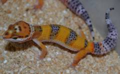 Sub Adult Hypo Tangerine Leopard Geckos