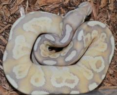 Baby Banana Lesser Ball Pythons