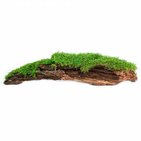 Galapagos Mossy Bark