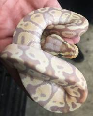 Baby Banana Pastave Ball Pythons