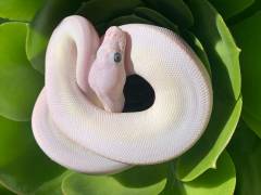 Baby Male Mojave Russo Ball Pythons
