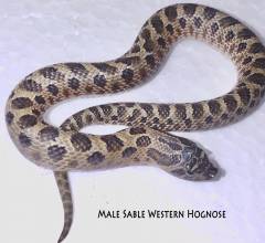Baby Sable Western Hognose Snakes