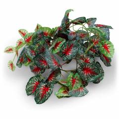 Pangea Caladium Leafy Vines