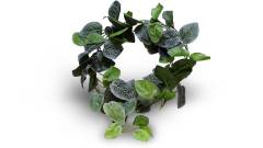 Pangea Fittonia Leafy Vines