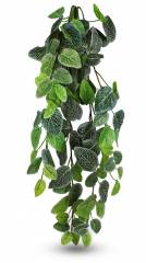 Pangea Fittonia Hanging Bush 24"