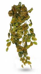 Pangea Japanese Laurel Hanging Bush 24"
