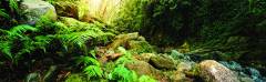 Galapagos Terrarium Cling - Woodland