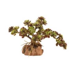 Zoo Med Desert Flora Red Leaf Stonecrop
