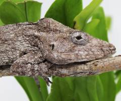 Sub Adult Cuban False Chameleons
