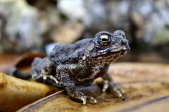 Asian Toads