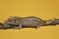 Baby Striped Gargoyle Geckos