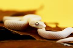Small Leucistic Texas Ratsnakes (bug eyes)