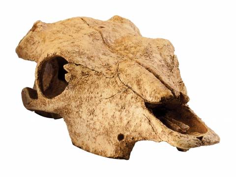 Exo Terra Buffalo Skull Terrarium Decor