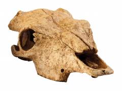 Exo Terra Buffalo Skull Terrarium Decor