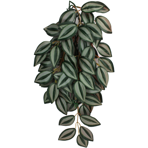 Komodo Zebrina Climbing Plant Small