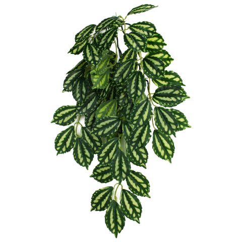 Komodo Two-Toned Climbing Plant Small