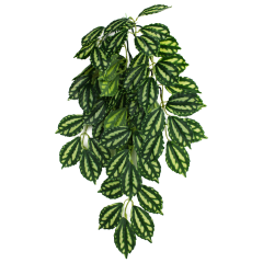 Komodo Two-Toned Climbing Plant Small