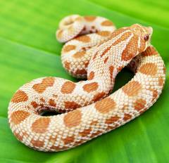 Small Albino Anaconda Western Hognose Snakes