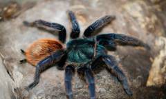 Greenbottle Blue Spiderlings