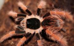 Colombian Giant Red Leg Tarantulas Medium