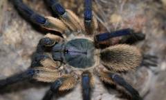 Socotra Island Blue Baboon Tarantulas Medium