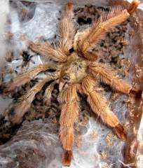 Panama Blonde Tarantulas Small